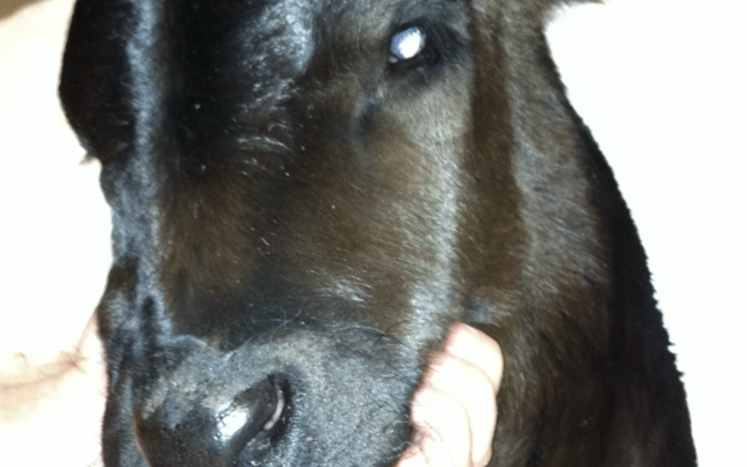 Dog Rescues ‘Frozen’ Calf, Laid By Him As He Woke To See Another Day